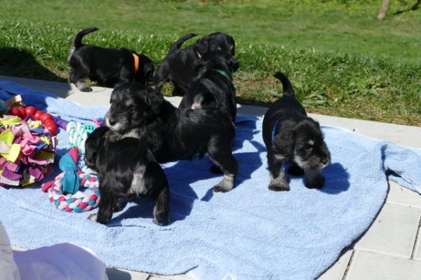 R-Wurf Woche 4 Polly 2025-04-12 007